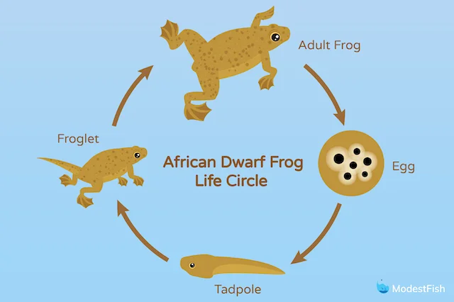 African Dwarf Frog's life cycle