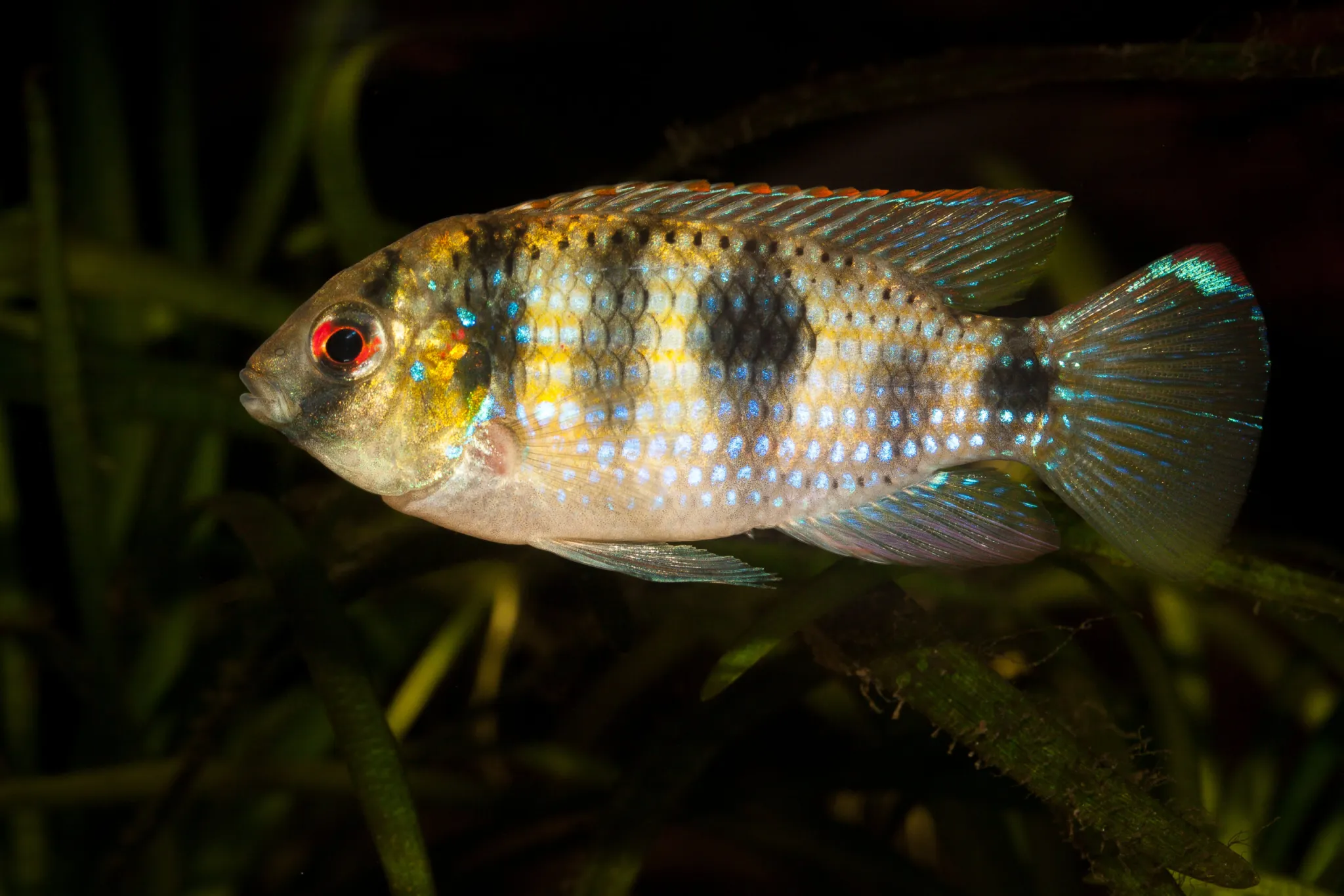 African butterfly cichlid