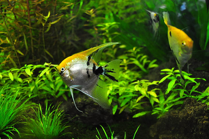 angelfish aquarium