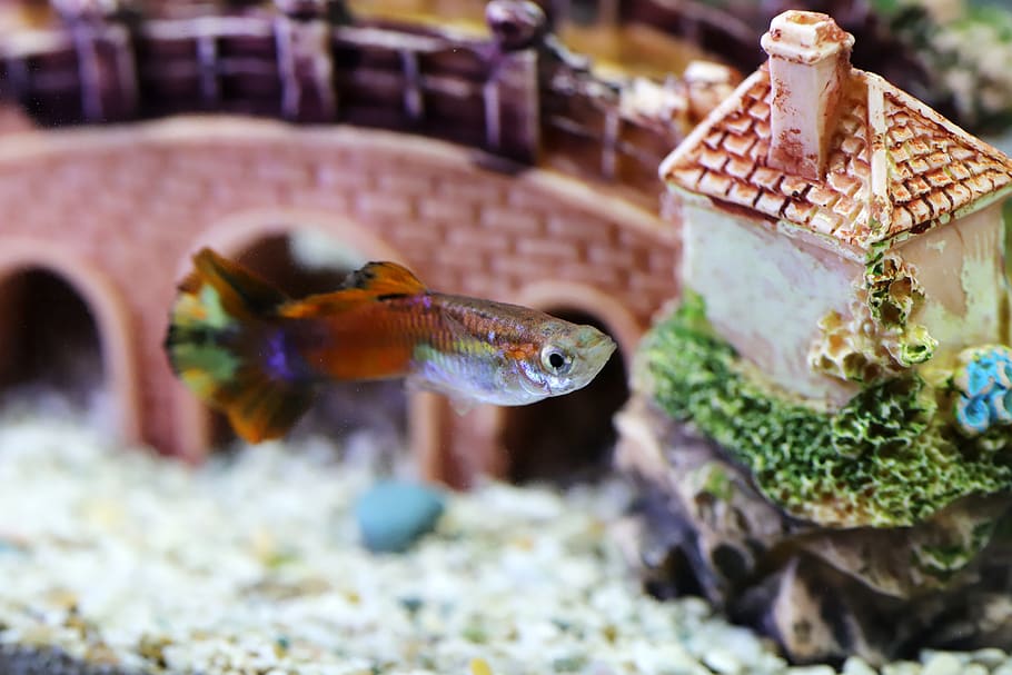aquarium decoration for white molly