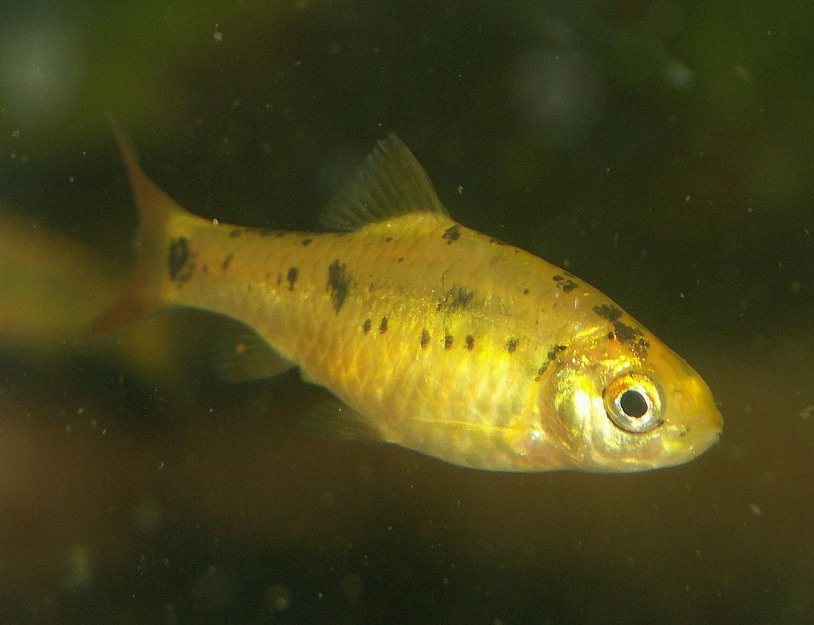 young male Gold Barb