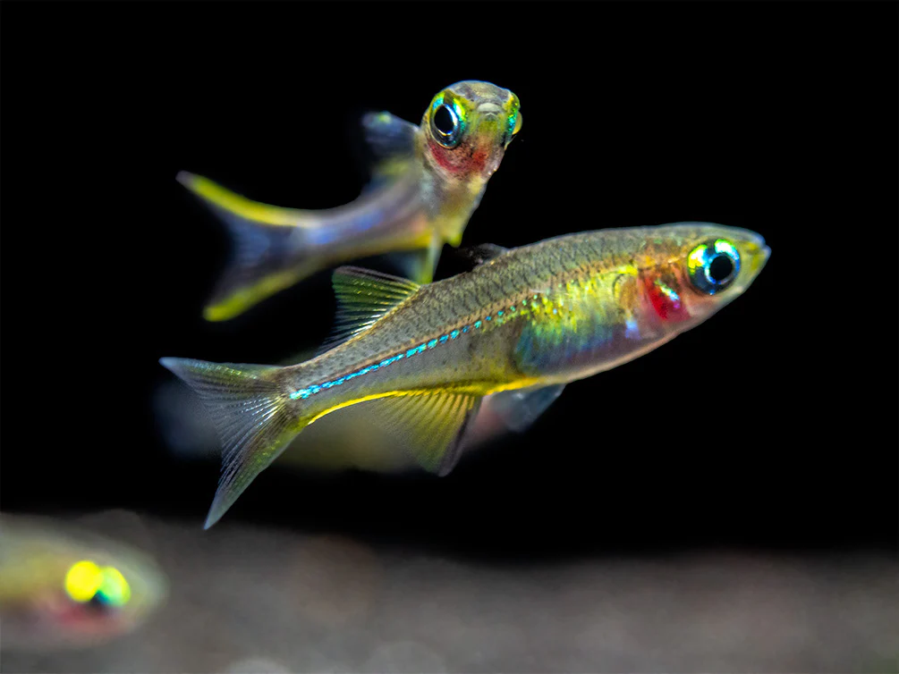 Celebes Rainbowfish 