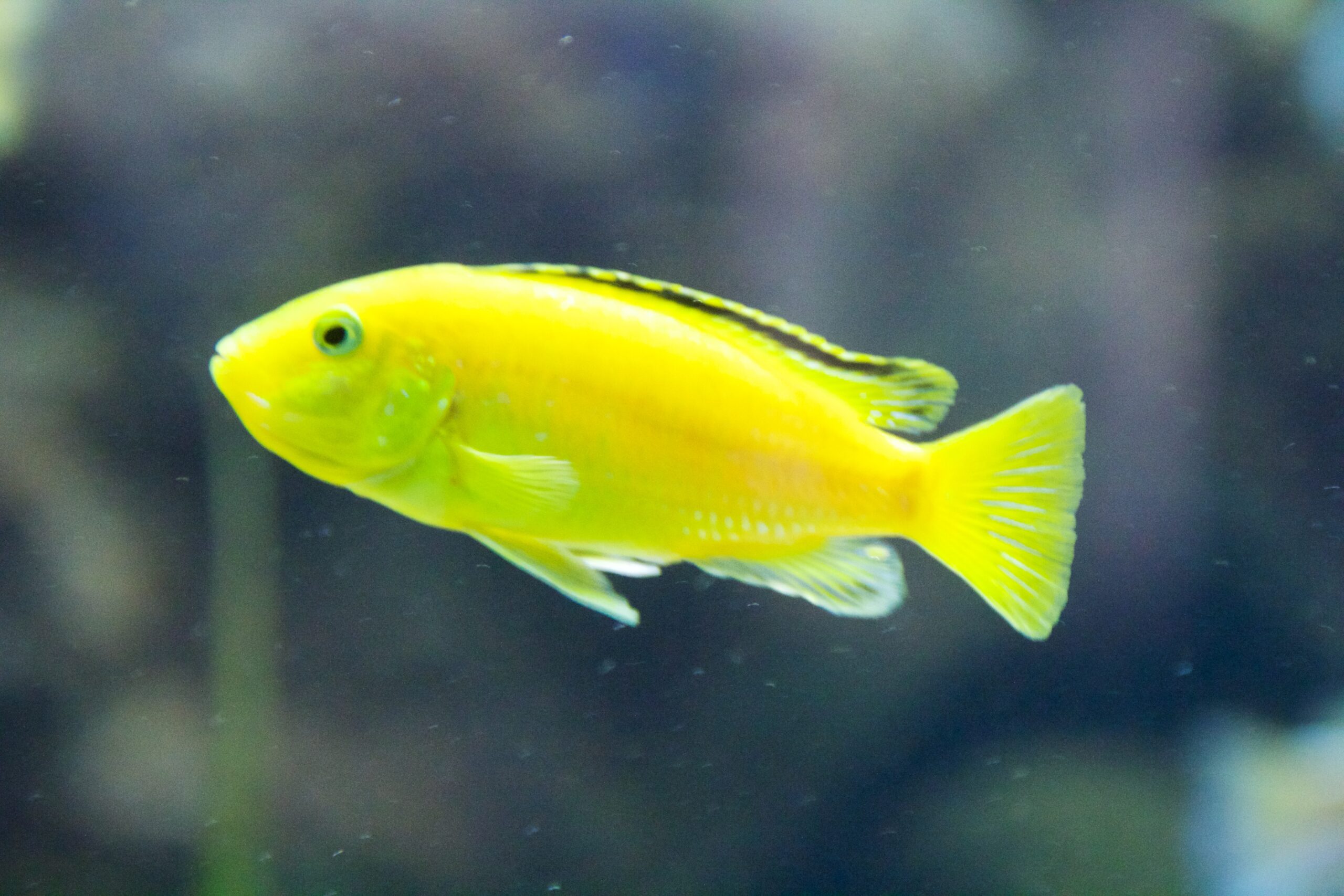 yellow cichild swimming in a tank