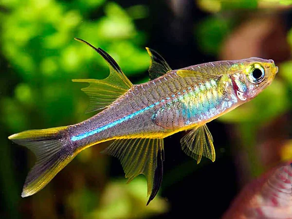 Celebes Rainbowfish 