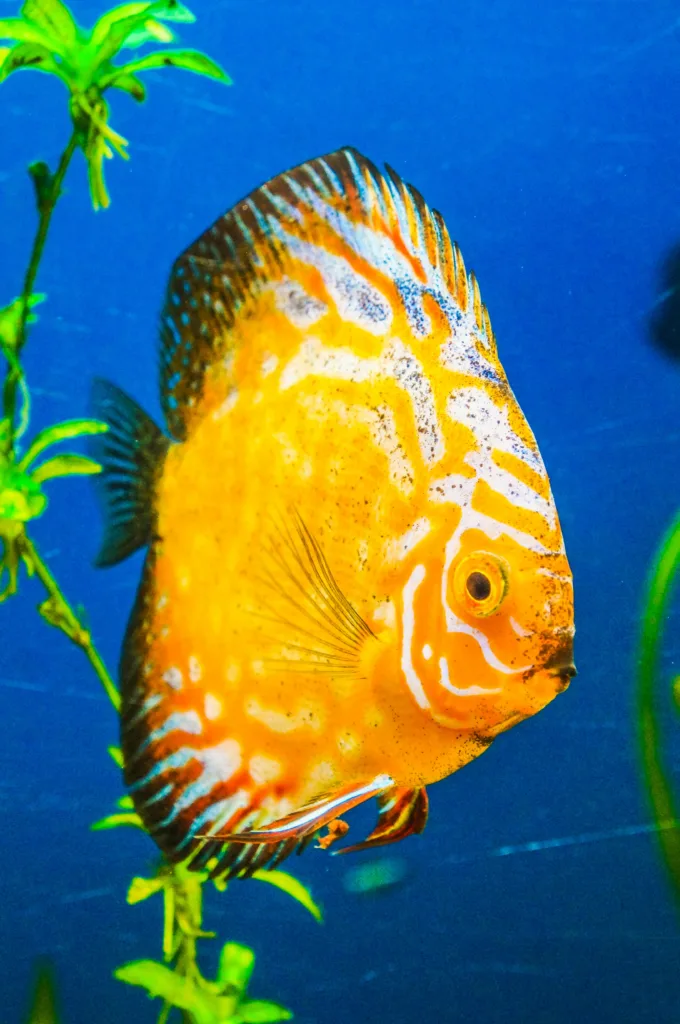 yellow discus fish