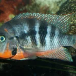 Firemouth Cichlid Care Guide